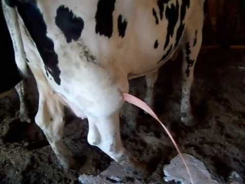 Коровы кровяные выделения у стельной коровы - о беременности