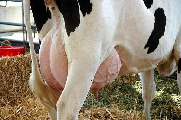 Папилломы у коров на вымени лечение