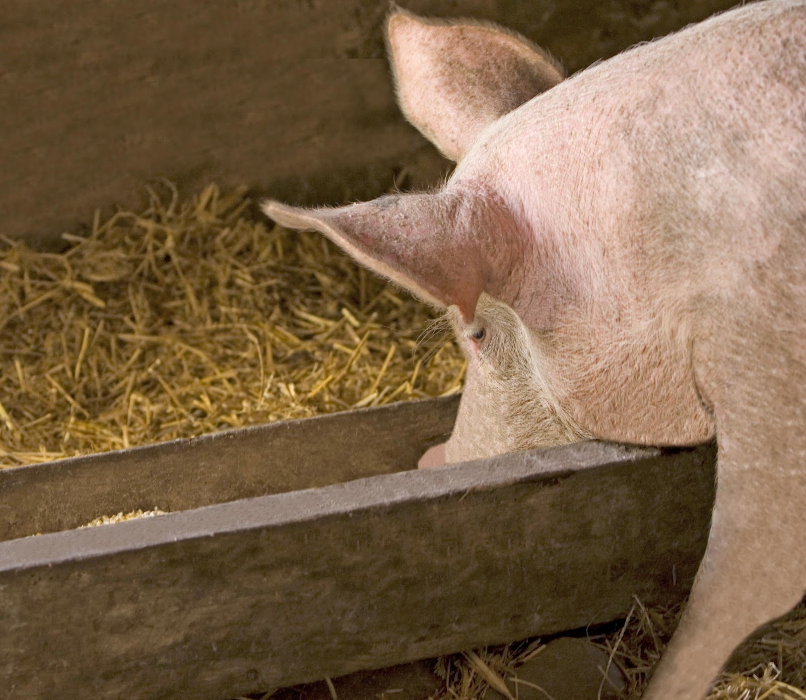 Как правильно кормить свиней для быстрого роста, и что им давать нельзя? — журнал "рутвет"