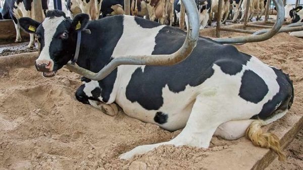 Кетоз у коров: симптомы и лечение, формы заболевания и меры профилактики