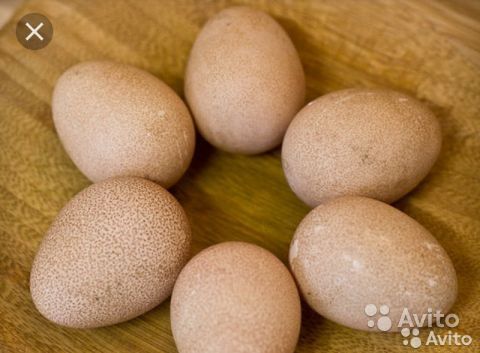 Когда цесарки начинают нести яйца: сроки, половозрелость, факторы, влияющие на яйценоскость