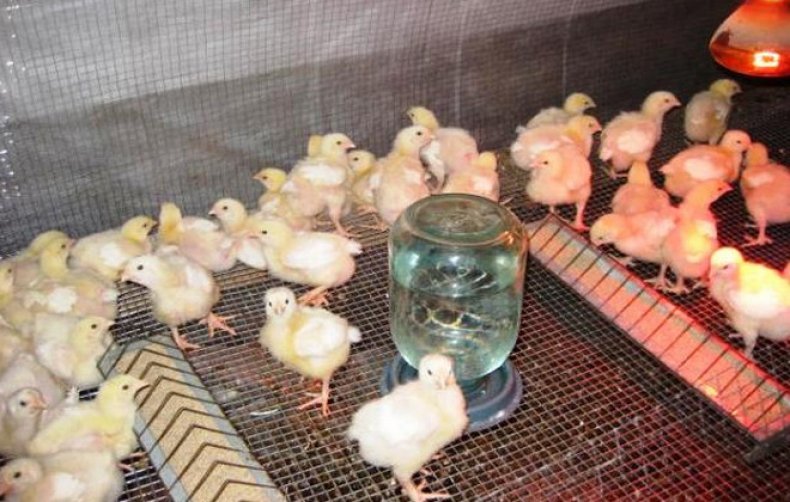 Чем пропоить цыплят для профилактики