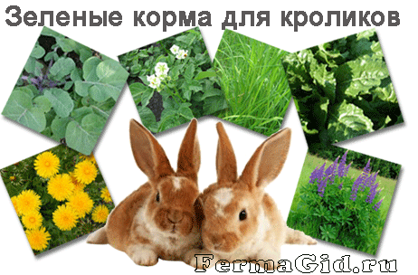 Какую траву можно давать кроликам