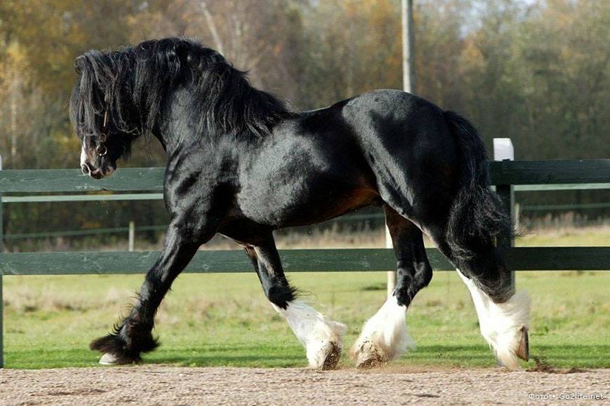 Лошадь владимирский тяжеловоз: уход и содержание — cельхозпортал