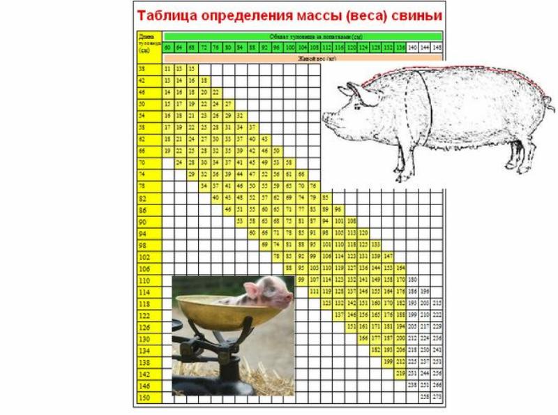Таблица веса свиней: как измерить массу без весов, какой выход с туши