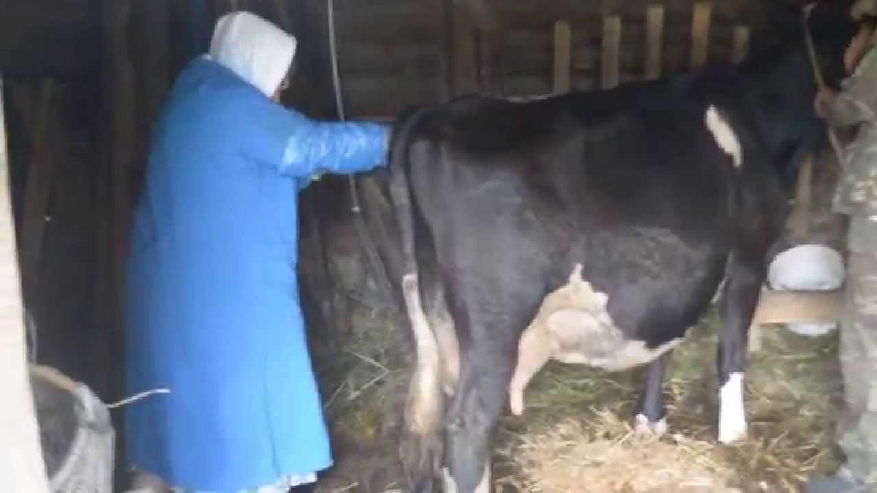 Искусственное осеменение сельскохозяйственных коров