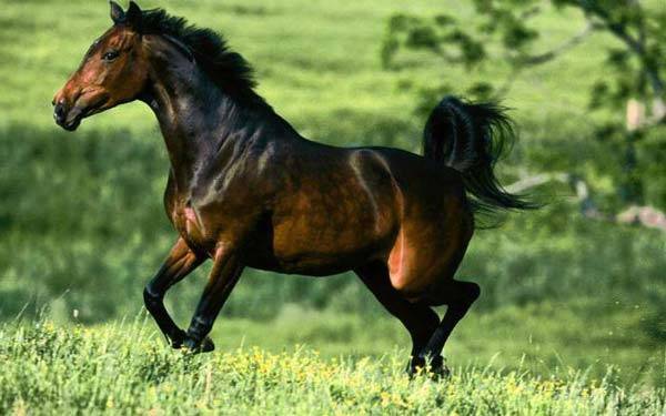 Мустанг лошадь (фото): великолепие, рожденное в прериях