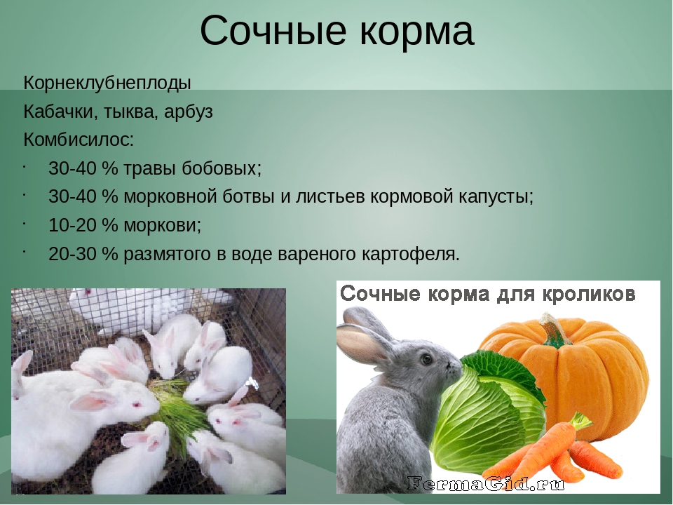 Чем нельзя кормить кролика. полный список запрещенных продуктов