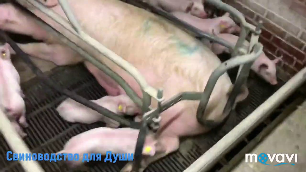 Опорос свиней: особенности содержания и выращивания поросят. 105 фото процедуры