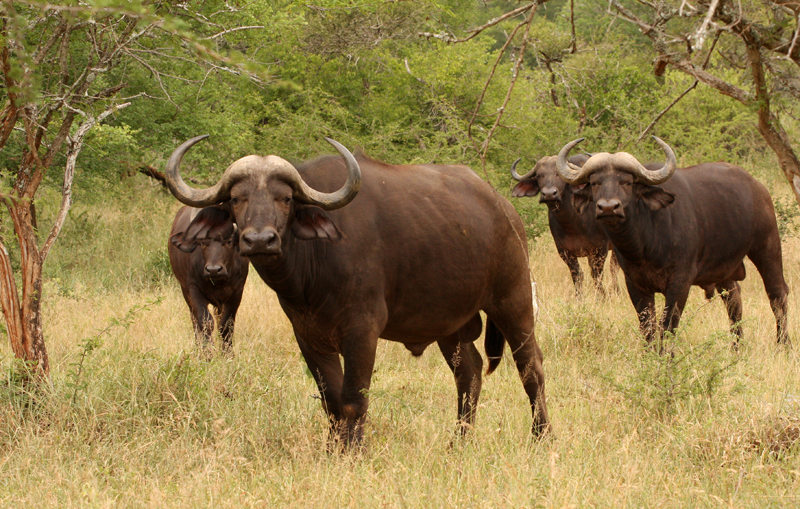 Африканские буйволы: сколько весят, где обитают и бывают ли домашними