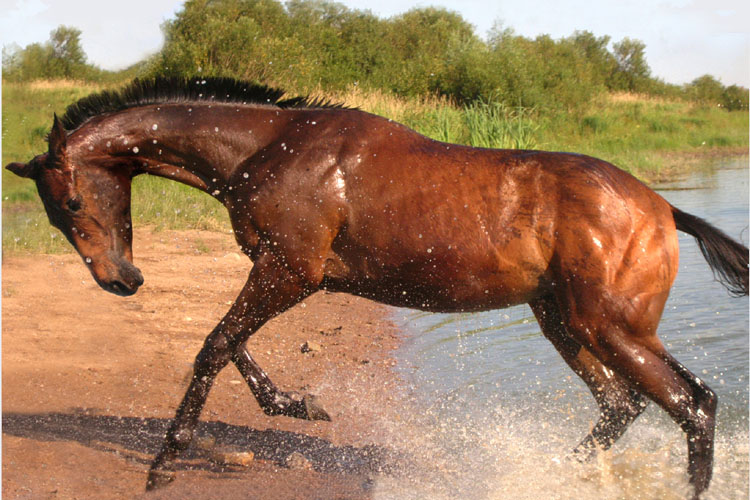 Тракененская порода лошадей — характеристика