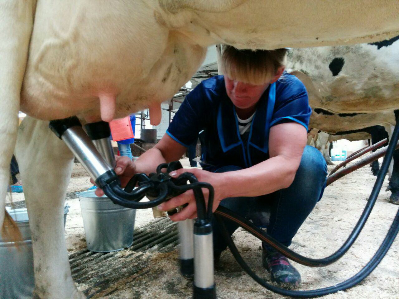 Как доить корову (дойка коров): как правильно, технология руками, доильным аппаратом