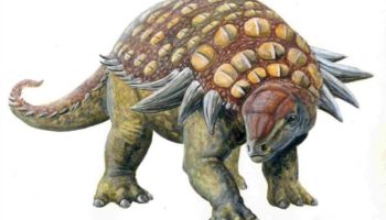 Эдмонтония — древний панцирный динозавр северной Америки