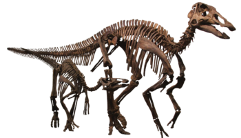 Эдмонтозавр (Edmontosaurus) — описание, история открытия и особенности