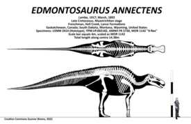 Поведение и социальная структура эдмонтозавра (Edmontosaurus)