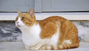 Эгейская кошка — плюсы и минусы, характеристики и уход