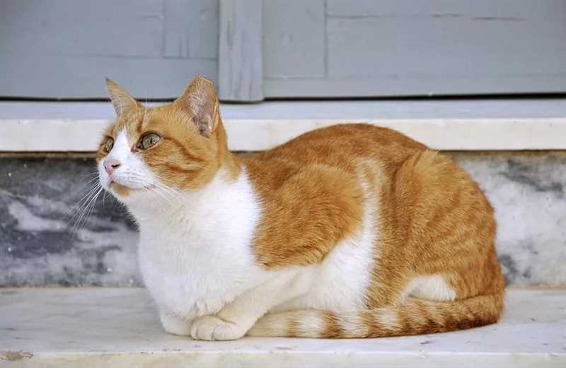 Эгейская кошка: плюсы и минусы