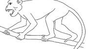 Египтопитек — вымерший примат из древнего Египта