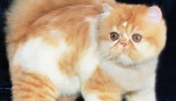 Экзотическая кошка (Экзот) — плюсы и минусы, характеристики породы, стандарт и сравнение, фото, цена