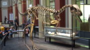 Элафрозавр — малоизвестный хищник юрского периода