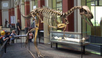 Элафрозавр — малоизвестный хищник юрского периода