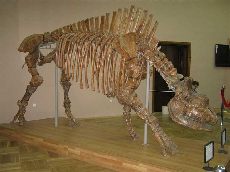 Эласмотерии (Elasmotherium)