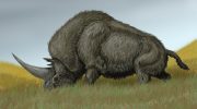 Эласмотерий (Elasmotherium) — древний рогатый носорог