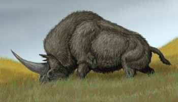 Эласмотерий (Elasmotherium) — древний рогатый носорог