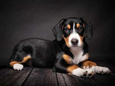 Энтлебухер зенненхунд: плюсы и минусы породы собак