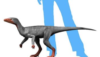 Эораптор — первый из рода динозавров