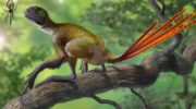 Эпидексиптерикс (Epidexipteryx) — древнейший пернатый динозавр