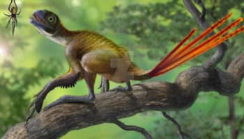 Эпидексиптерикс (Epidexipteryx) — древнейший пернатый динозавр