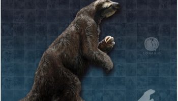 Эремотерий — гигантский ленивец из древности