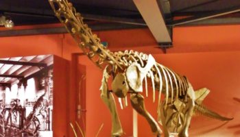 Европазавр (Europasaurus) — миниатюрный динозавр континента