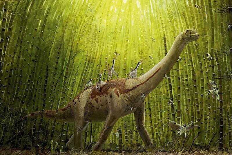 Особенности образа жизни динозавра Europasaurus: