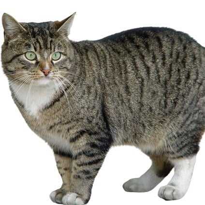 Стандарт (внешний вид) европейской короткошерстной кошки