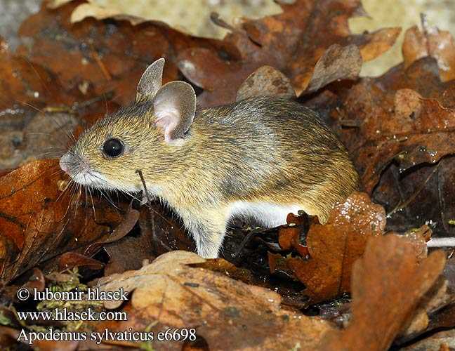 Европейская мышь (Apodemus sylvaticus)