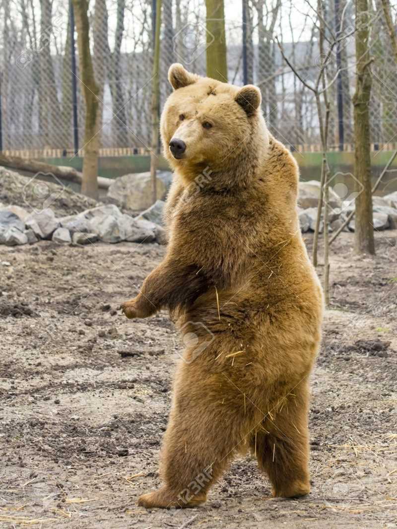 Удивительные факты о европейском буром медведе