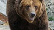 Европейский бурый медведь — особенности и экологическая роль