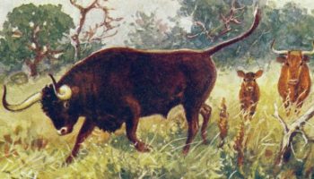 Европейский дикий бык — история вымирания