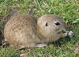 Европейский суслик (Spermophilus citellus) — особенности и место в экосистеме