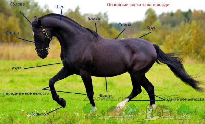 Анатомия лошади, ее строение, особенности
