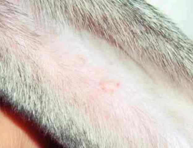 Лечение ушного клеща у кроликов и профилактика болезней кроликов в домашних условиях