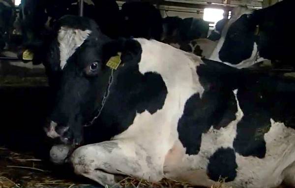 ✅ что такое кетоз у коровы и крс (симптомы, как лечить заболевание) - tehnomir32.ru