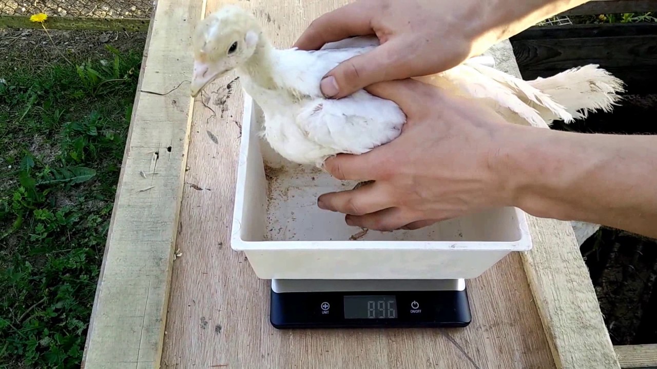 Вес индюков по месяцам: таблица и сколько может весить птица