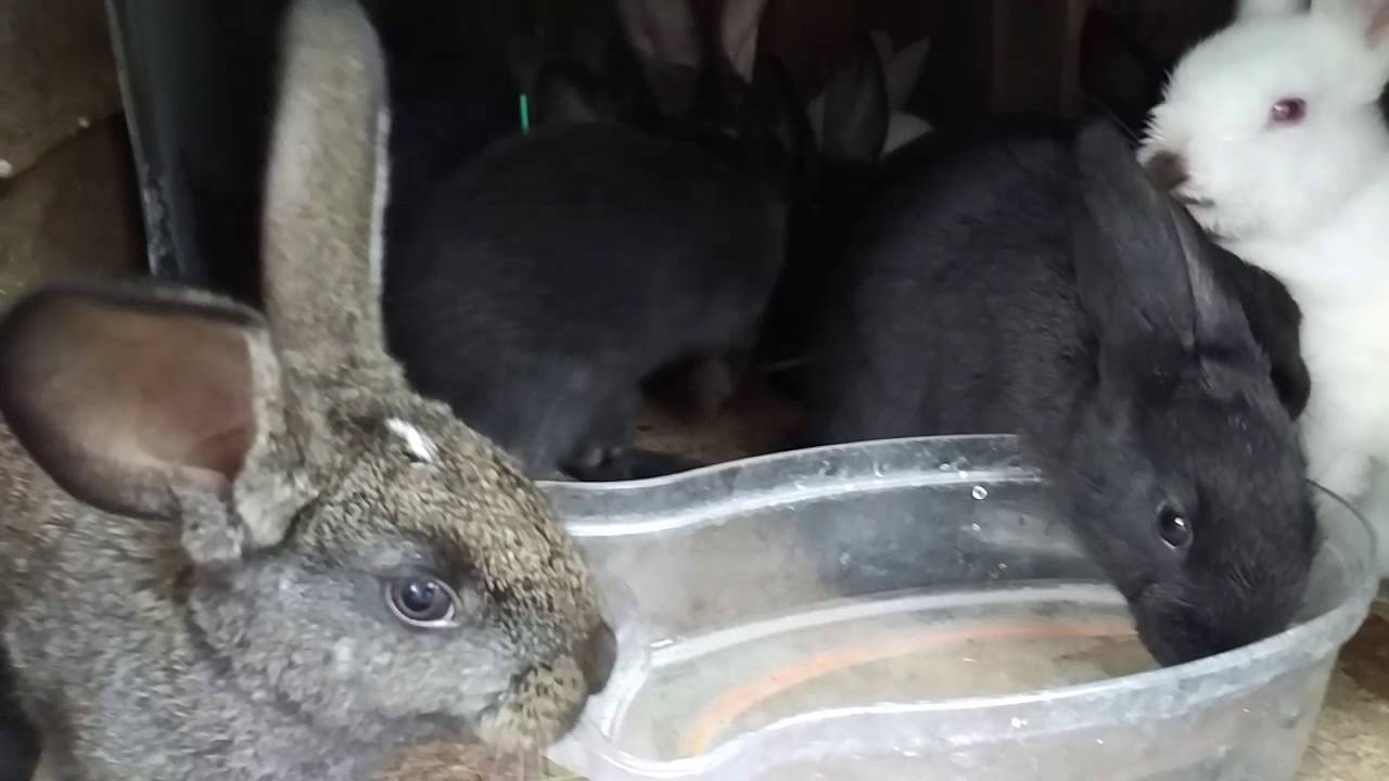 Как лечить кроликов от вздутия живота и поноса, что давать | krolikovodam.ru