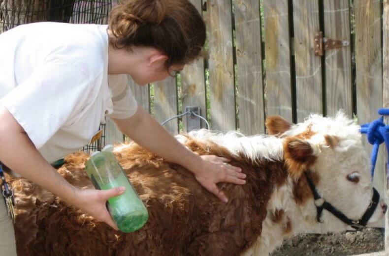 Почему корова кашляет: причины и лечение, что делать