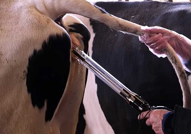 Спаривание коров: как осеменяют коров, половой цикл, охота у коров