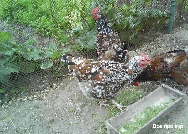 Ливенская ситцевая курица характеристика и фото и описание