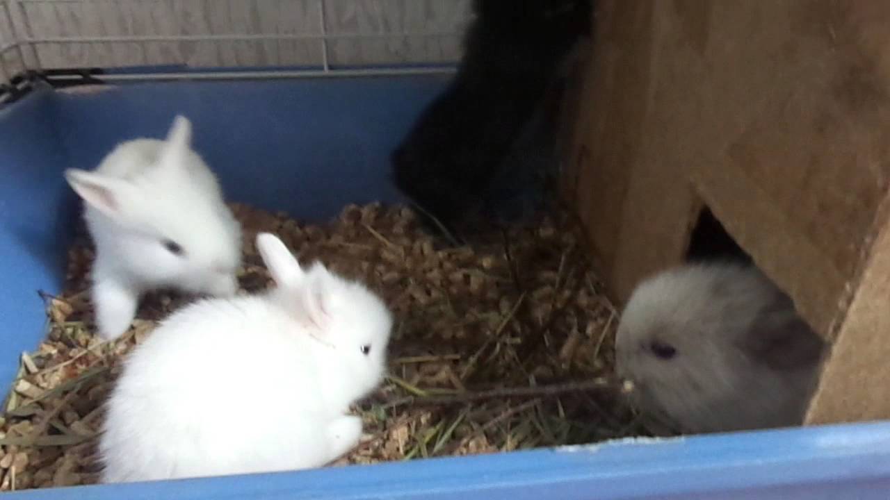 Чем кормить маленьких крольчат - нормы кормления крольчат, рацион
